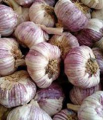 FRESH GARLIC - VIOLET SPRING - Image 1