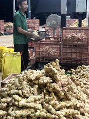 Fresh Raw Ginger (Thailand Origin) – product photo 5, product detail gallery