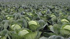 Fresh Cabbage Organic Fresh Vegetable High Quality Cabbage Vietnam - Image 5