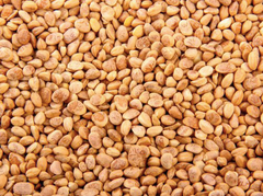 Charoli Chironji Seed – product photo 2, product detail gallery