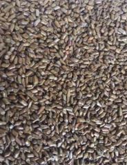 CASSIA TORA SEEDS - Image 1