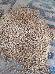 Sesame Seeds (Sesamum indicum) – product photo 4, product detail gallery