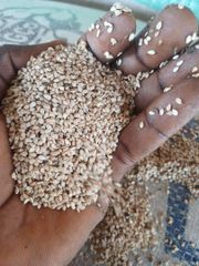 Sesame Seeds (Sesamum indicum) – product photo 3, product detail gallery