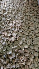 Arabica Coffee from South Sulawesi Soil Type Volcanic Soils Origin Aceh Sumatra And South Sulawesi Farming Practice Organic, Without Synthetic - Image 2