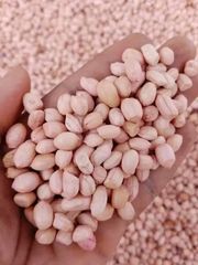 Groundnut/Peanut – product photo 2, product detail gallery