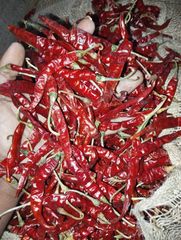 Red chilli Packaging Jute bag Max. Moisture (%) 13% Type S17 (teja chilli) Specification 3-4% dis colour - Image 1