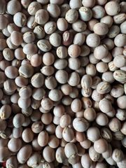 Pigeon Peas - Image 1