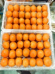 FRESH MANDARINS FOR SALE!! CLASS 1 EXPORT QUALITY FRESH MANDARINS AVAILABLE FOR EXPORT – product photo 1, product detail gallery