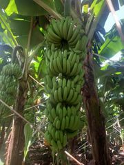 Vietnamese banana Cavendish type with Top grade Quality Natural and Fresh Bananas good selection - Image 6