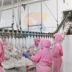 100bph to 13000bph Abattoir Meat Processing Machine Slaughtering Chicken Quail Rabbit Animal Poultry Killing Slaughter Chicken Plucker Machine - Image 1