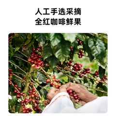 Private label espresso 454g whole bean coffee 100% roasted coffee beans for catering - Image 2