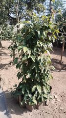 Javanese long chili, origin from Java Indonesia, Dried level at 10% - 15% - Image 1