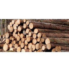 Fresh Cut Spruce Logs - Wholesale Prices for Bulk Orders - Image 2