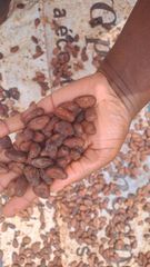 Cameroon Cocoa Beans – Grade 1 & Grade 2 – Traceable Origin - Image 2