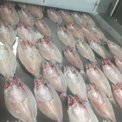High Quality Pangasius Butterfly Basa Butterfly head off/bone on IQF Factory Price - Image 4