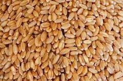 Soft Wheat - Image 1