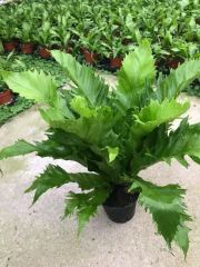Ornamental Plant Bonsai Sword Fern Size Middle Origin Xiamen Scent Odorous Specification 12cm Type Potted Flowers Model NO. Sword Fern - Image 1