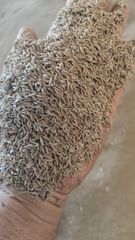 Cumin seeds - Image 1
