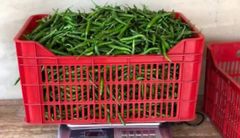 Pepper - Image 1