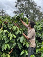 Robusta Green Coffee Beans (Vietnam) - Image 3