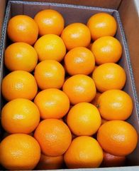 Fresh Valencia Oranges Premium Quality class 1 grade! qualuty 15kg carton packaging - Image 3