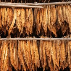 Tobacco Leaf - Image 1