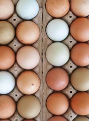 Brown And White Chicken Eggs Wholesale Supply – product photo 4, product detail gallery