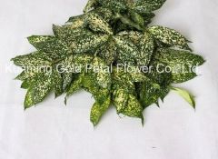 Fresh Cut Leaves Star Leaves Feature Fresh Model NO. 067 Material Nature Style Wholsales HS Code 06031900 Type Star - Image 4