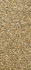 Canary seed (Phalaris), 400 MT, Sortex cleaned, purity 99.8%, moisture 12%. - Image 1