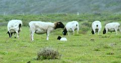 Persian Blackhead Sheep – product photo 2, product detail gallery