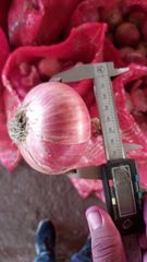 Nashik Fresh Onion - Image 4