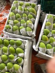 Fresh MangoPremium Quality Mango 100% Fresh Fruits - Linda Whatsap 0084 989 322 607 – product photo 4, product detail gallery