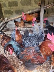 Chicken and poultry – product photo 4, product detail gallery