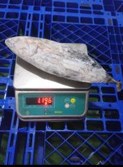 Frozen Skipjack Tuna Glazing ≤5% Size 1–3 Kg/fish Shelf Life 12 Months Origin Java, Indonesia Temperature -18°c Or - Image 1