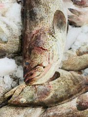 Fresh Chilled Spotted Grouper Payment Terms LC & TT Shipping Method By Air - Image 2