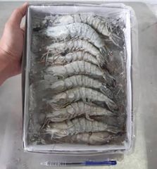 Frozen Shrimp & White Fish from Bangladesh – Bulk Export Supply – product photo 2, product detail gallery