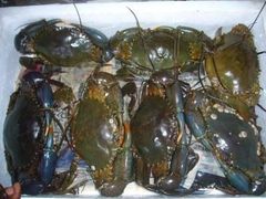Fresh Live Mud Crabs Available - Image 1