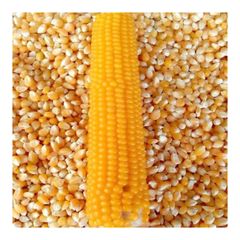 Common Cultivate Poultry Feed Yellow Corn Suppliers Yellow Maize for Animal - Image 2