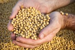 Soybeans - Image 3