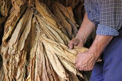 Tobacco Leaf - Image 5