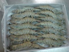 Frozen Shrimp & White Fish from Bangladesh – Bulk Export Supply – product photo 3, product detail gallery