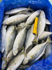 BEST QULAITY FROZEN INDIAN MACKEREL WHOLE - Image 4