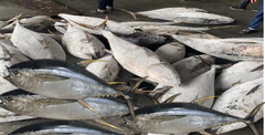 Frozen Yellowfin Tuna - Image 1