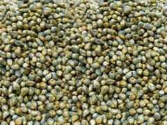 green millet – product photo 1, product detail gallery