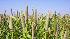 green millet – product photo 2, product detail gallery