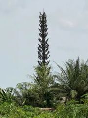 25m Camouflage Palm Tree Antenna for Cellular Networks Trademark HY Origin China Condition New Height 10-80m HS Code - Image 3