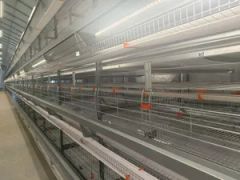 Deluxe Chicken Shed Designed for Optimal Poultry Comfort - Qingdao Intelligent Poultry Investment Development Co., Ltd.