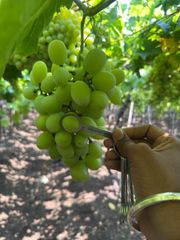 Grapes - Image 1