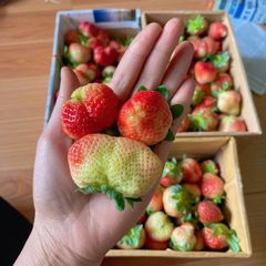 New Crop Premium grade Strawberry - Wholesale Natural Sweet Delicious Red Fresh Strawberry Vietnam Origin at Best Market Price – product photo 2, product detail gallery