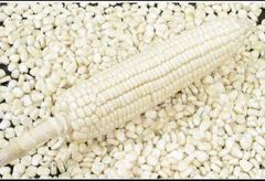 IMPORT Non GMO Yellow Maize Corn/ Yellow Corn & White Corn/Air Dried Yellow Maize Corn for Sale 50kg Packaging - Image 5